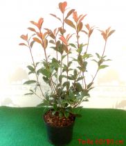 Photinia Carré Rouge - taille 20/+ cm - taille 60/+ cm - taille 80/+ cm -  taille 100/+ cm - taille 150/+ cm