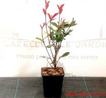 Photinia Carré Rouge - taille 20/+ cm - taille 60/+ cm - taille 80/+ cm -  taille 100/+ cm - taille 150/+ cm