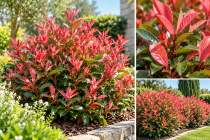 Photinia fraseri \'Little Fenna\' : taille 30/40 cm - pot de 3 litres