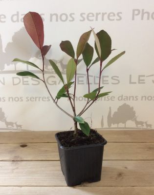 Photinia Fraseri \'Red Robin\' : Taille 20/30 cm - Godet 9x9 cm