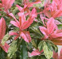 Photinia serratifolia Pink Crispy ® : taille 30/50 cm - pot de 3 litres