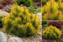 Pin de montagne \'Winter Gold\' : Taille 15/20 cm - Pot de 2.5 litres