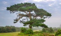 Pin Sylvestre - Pinus Sylvestris : taille 30/40 cm - racines nues