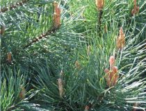 Pin Sylvestre - Pinus Sylvestris : taille 30/40 cm - racines nues