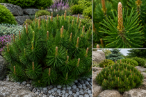 Pinus Mugo Mughus : Taille 25/30 cm - Pot 3 litres