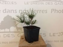 Pinus Mugo Mughus : Taille 25/30 cm - Pot 3 litres