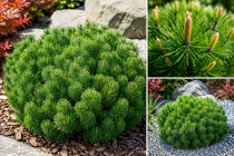 PINUS MUGO PUMILIO : Taille 10/15 cm - Godet de 9x9 cm