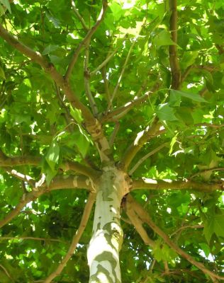Platane � feuilles d\'�rable, Platane commun, Platanus x Hispanica : taille 60/90 cm - racines nues
