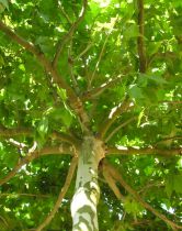 Platane à feuilles d\'érable, Platane commun, Platanus x Hispanica : taille 60/90 cm - racines nues