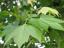 Platane à feuilles d\'érable, Platane commun, Platanus x Hispanica : taille 60/90 cm - racines nues