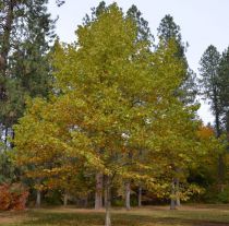 Platane à feuilles d\'érable, Platane commun, Platanus x Hispanica : taille 60/90 cm - racines nues