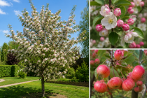 Pommier &agrave; fleurs Perpetu Evereste : Taille 60/90 cm - Racines nues