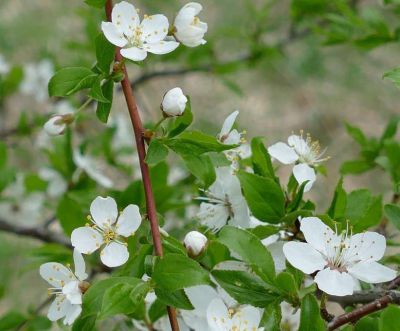Prunier Myrobolan - Prunus C�rasifera - Cerisier � fleur : taille 60/90 cm - Racines nues
