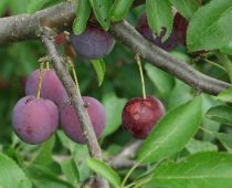 Prunier Myrobolan - Prunus Cérasifera - Cerisier à fleur : taille 60/90 cm - Racines nues