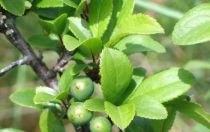 Prunier Myrobolan - Prunus Cérasifera - Cerisier à fleur : taille 60/90 cm - Racines nues