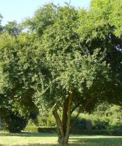 Prunier Myrobolan - Prunus Cérasifera - Cerisier à fleur : taille 60/90 cm - Racines nues