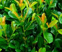 Prunus laurocerasus \'Etna\' / Laurier&#8209;cerise : taille 60/80 cm - pot de 3 litres