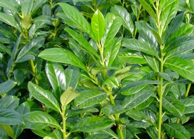 Prunus laurocerasus \'Novita\'- Laurier‑cerise�: taille 60/80 cm - pot de 3 litres