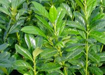 Prunus laurocerasus \'Novita\'- Laurier&#8209;cerise : taille 60/80 cm - pot de 3 litres