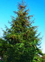 Pseudotsuga menziesii - Douglas, Pin Douglas, ou Pin de l\'Oregon : taille 50/70 cm - Racines Nues