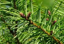 Pseudotsuga menziesii - Douglas, Pin Douglas, ou Pin de l\'Oregon : taille 50/70 cm - Racines Nues