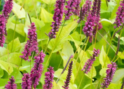 Renou�e \'Golden Arrow\' / persicaire \'Golden Arrow\' / Persicaria Amplexicaulis \'Golden Arrow\' : godet de 9x9 cm