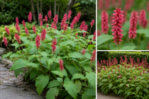 Renou&eacute;e \'Inverleith\' - Persicaria amplexicaulis Inverleith : godet de 9x9 cm