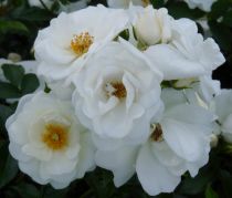 Rosiers buissons  fleurs groupes, Polyantha, Floribunda