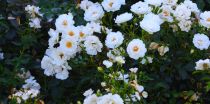 Rosa Rigo Innocencia ® - Rosier Rigo Innocencia ® : pot de 1,3 litres