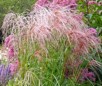 Roseau de Chine Flamingo - Miscanthus sinensis Flamingo : pot de 2 litres