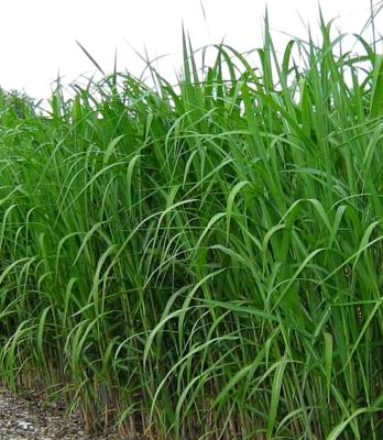 Roseau de Chine g�ant, Herbe aux �l�phants, Miscanthus Giganteus : godet de 9x9 cm