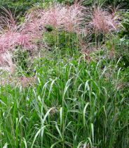 Roseau de Chine géant, Herbe aux éléphants, Miscanthus Giganteus : godet de 9x9 cm