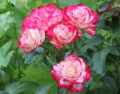 Rosier \'Jubil� du Prince de Monaco\'� Meisponge : plant � racines nues - ramifi� 3 branches et plus