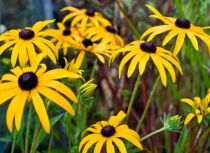 Rudbeckia fulgida \'Little Goldstar\'  : godet de 9x9 cm - 0,6 litre