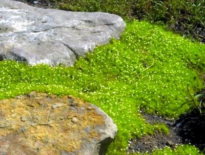 Sagina subulata / Sagine mousse : godet de 9x9 cm - 0.6 litre