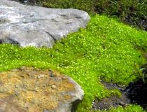 Sagina subulata / Sagine mousse : godet de 9x9 cm - 0.6 litre