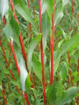 Salix Alba Chermisina - saule blanc Chermesina : taille 60/80 cm - Racines Nues