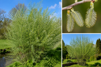 Salix Cinerea - Saule cendr� - osier cendr� : taille 60/80 cm - Racines Nues