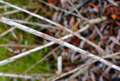 Salix irrorata / Saule � tige bleue : taille 60/80 cm - Racines Nues