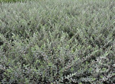 Salix repens \'Nitida\' � Saule rampant brillant : taille 40/60 cm - Racines Nues