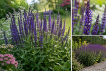 Salvia nemorosa \'Caradonna\' / Sauge des bois \'Caradonna\'&nbsp;: godet 9 cm � 0/15 cm
