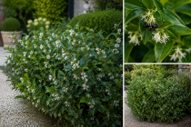 Sarcococca confusa : Taille 20/30 cm - Pot de 2 litres