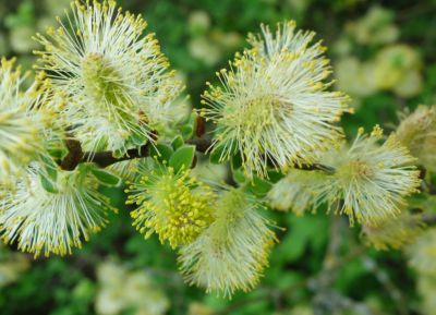 Saule � oreillettes / Saule � oreilles / Petit saule Marsault : taille 60/80 cm - racines nues