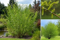 Saule amandier - Osier brun - Saule &agrave; trois &eacute;tamines : Taille 60/90 cm - Racines Nues