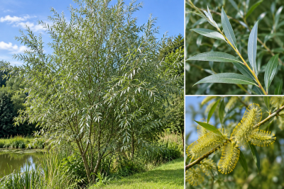Saule blanc / Osier blanc / Saule commun / Saule argent� : taille 40/60 cm - racines nues