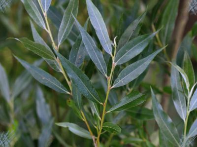 Feuille De Saule Pedisaule Maxipierre 1 pz