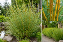 Saule blanc Vitellina / Saule argent&eacute; Vitellina : taille 60/80 cm - racines nues