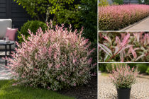 Saule crevette : Taille 40/50 cm - Pot de 3 litres
