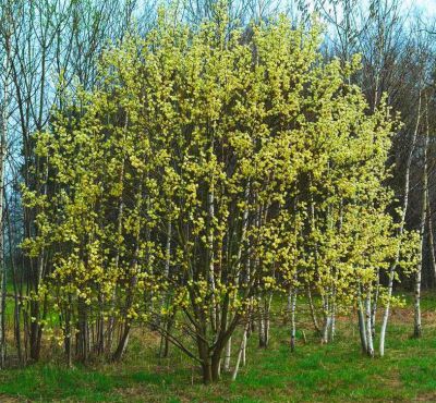 Saule marsault / Saule des ch�vres : Taille 40/60 cm - Racines nues