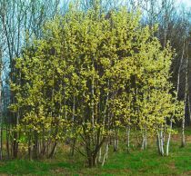 Saule marsault / Saule des chèvres : Taille 40/60 cm - Racines nues